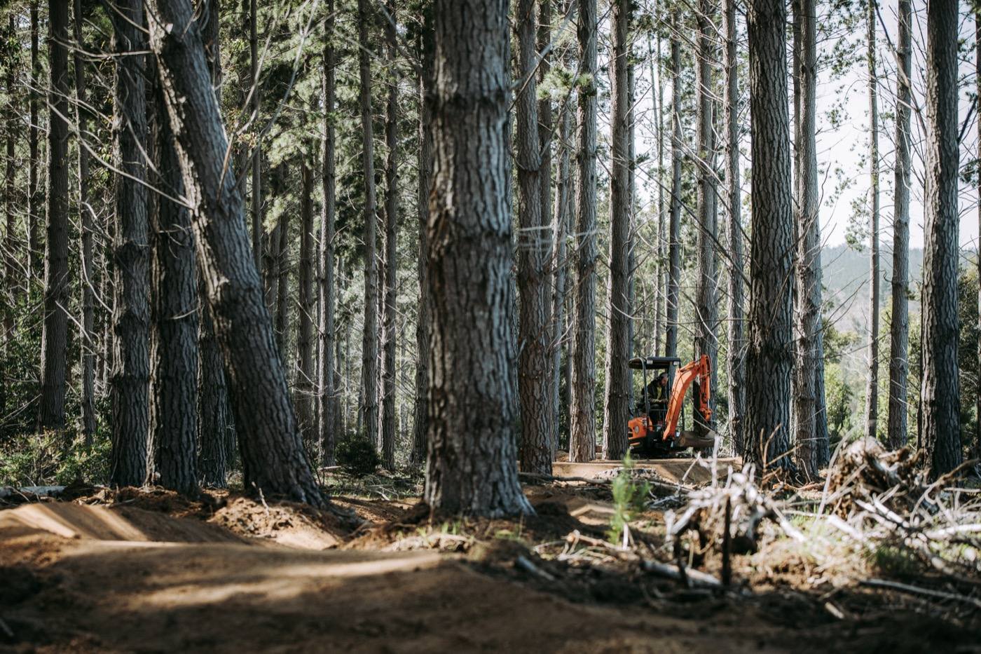 Excavator working deep in pine forest, building to last