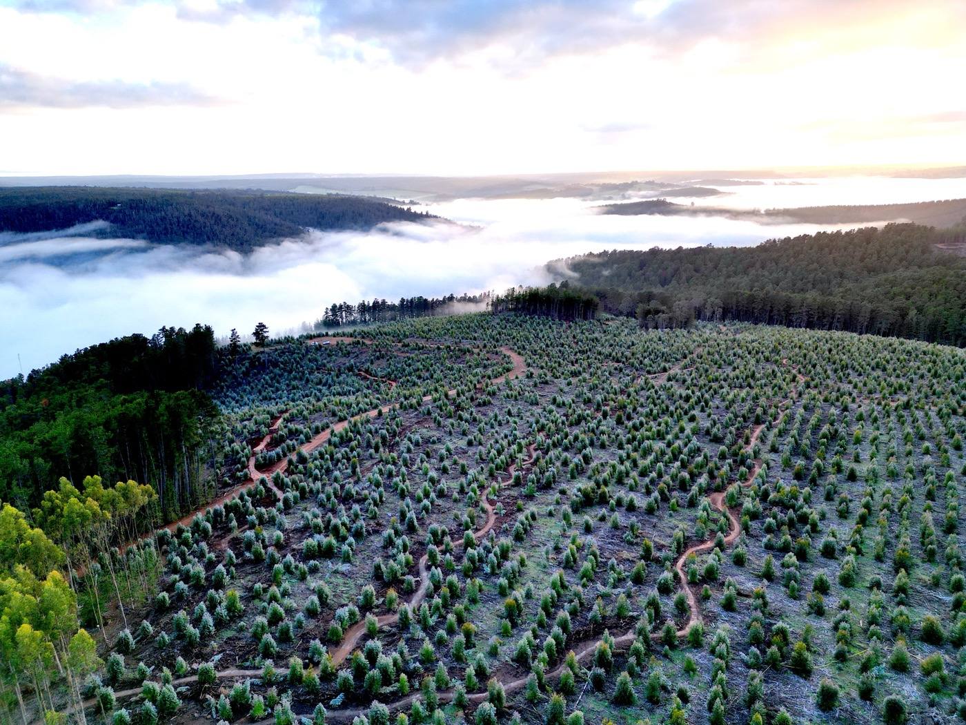 Misty pine plantation trail network at Linga Longa, dawn aerial
