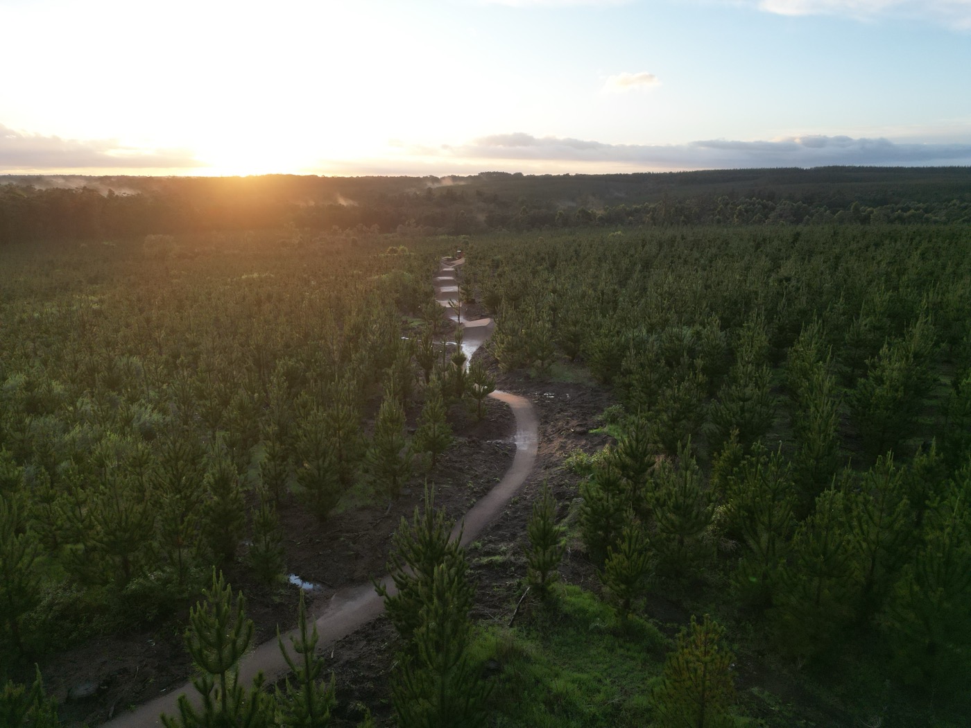 Sunset trail flowing through pine plantation